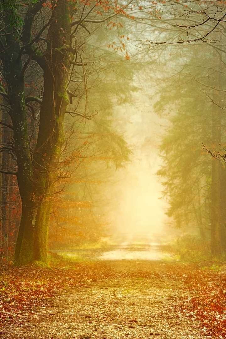 Bosque iluminado